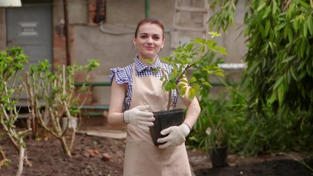 Woman gardener in greenhouse is holding pot with plant in hands looking in camera and smiling.