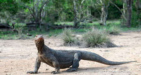 Komodo dragon,  scientific name: Varanus komodoensis. Natural habitat.  Indonesia.