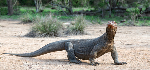 Komodo dragon,  scientific name: Varanus komodoensis. Natural habitat.  Indonesia.