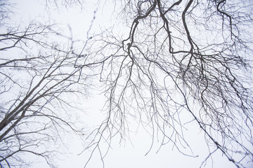 Fototapeta na wymiar Tree branches 