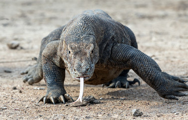 Walking komodo dragon  with the  forked tongue sniff air.  The Komodo dragon. Scientific name:...
