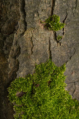Hintergrund Baumrinde mit Moos