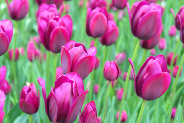 beautiful black red tulips in the garden. Backgraund, texture. spring.