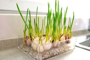Growing green onion in a glass pot on granite countertop. Herbs kitchen garden.