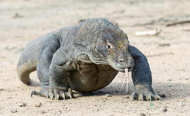Walking komodo dragon  with the  forked tongue sniff air.  The Komodo dragon. Scientific name:...