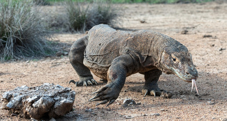 Walking komodo dragon  with the  forked tongue sniff air.  The Komodo dragon. Scientific name: Varanus komodoensis. Natural habitat. Indonesia.