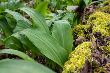 Obraz premium Bärlauch im Wald