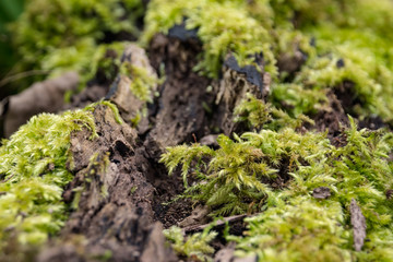 Moos auf Baumrinde