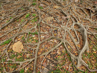 root of banyan tree with autumn leaf on the ground in forest