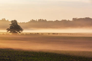 First sun rays light the foggy forest valley in Ruissalo park, Finland