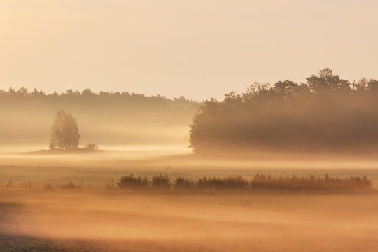 First sun rays light the foggy forest valley in Ruissalo park, Finland © Arkadii Shandarov