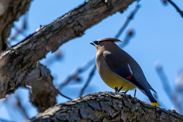 Beautiful Cedar Wax wing