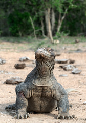 Komodo dragon,  scientific name: Varanus komodoensis. Natural habitat.  Indonesia.
