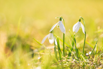 Common snowdrop Galanthus nivalis flowers blooming in sunlight