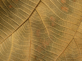 dry autumn leaf texture, teak leaf closeup