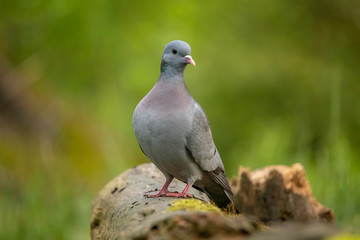 Stockdove, Stock dove, Columba oenas