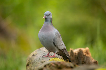 Stockdove, Stock dove, Columba oenas