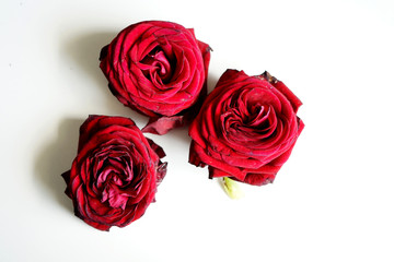 красные головки роз на белом фоне
