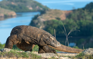 Komodo dragon,  scientific name: Varanus komodoensis. Scenic view on the background, Natural habitat.  Indonesia.