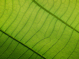 green leaf with sunlight texture, teak leaf