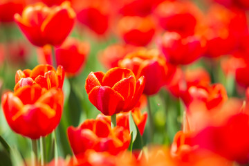 Closeup of rows Dutch red tulips in a flower field Holland