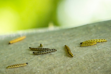 Closeup of a pest larvae caterpillars of the Yponomeutidae family or ermine moths, formed communal webs around a tree.