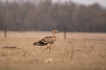 Imperial Eagle, Aquila heliaca