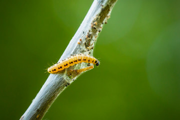 Closeup of a pest larvae caterpillars of the Yponomeutidae family or ermine moths, formed communal webs around a tree.
