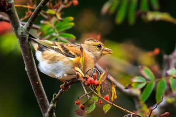 Brambling bird, Fringilla montifringilla, in winter plumage feeding berries