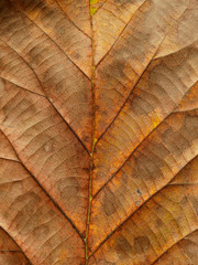 dry autumn leaf texture, teak leaf closeup