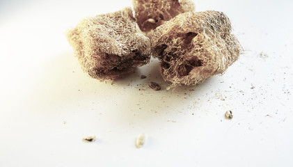 люффа мочалка после сушки 