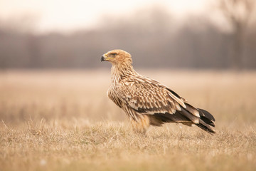 Imperial Eagle, Aquila heliaca