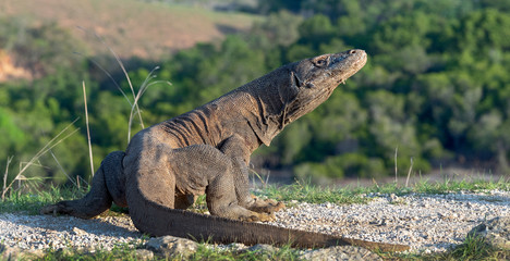 Komodo dragon.  Scientific name: Varanus Komodoensis. Natural habitat. Indonesia. Rinca Island.