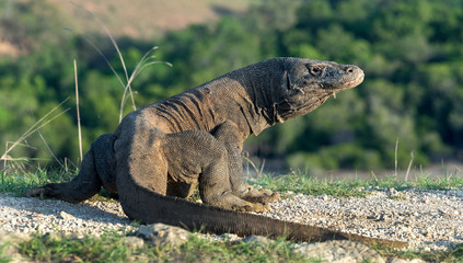 Komodo dragon.  Scientific name: Varanus Komodoensis. Natural habitat. Indonesia. Rinca Island.