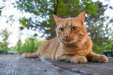 Red cat lying on a wooden table. Trees in background.