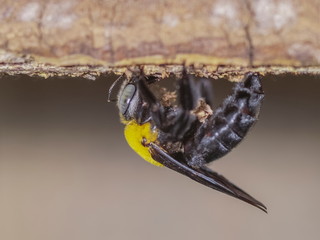 Close-up a Capenter Bee digging pallet wood making the nest.
