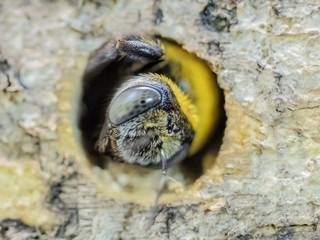 a Capenter Bee drill a hole of wood pallet and making the nest.