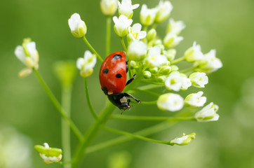Ladybug on tiny white flowers at green blurred background. Macro photo.