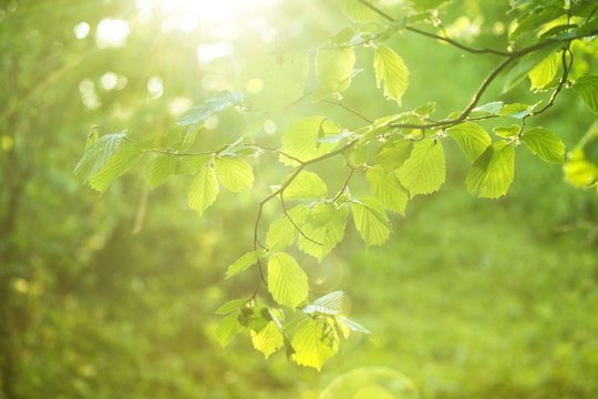 Wiosnenne gałązki leszczyny ze świeżymi zielonymi listkami w rozbłyskiem słońca i promieniami