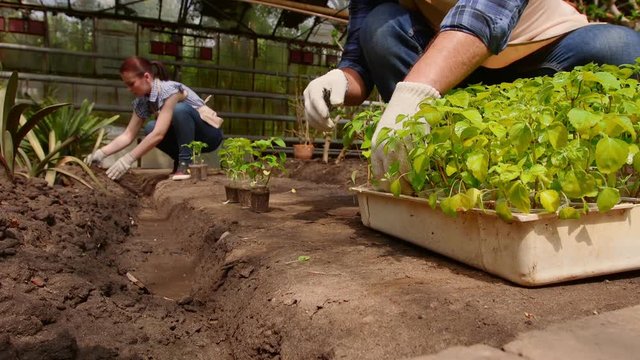 Man and woman gardeners are sorting the seedlings before planting in open ground in greenhouse.