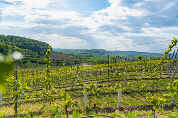Fototapeta premium Landscape, view through the vineyards on a sunny day with clouds