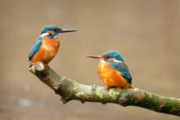 Kingfisher, Alcedo atthis