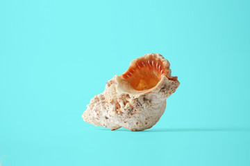 sea shell on blue background