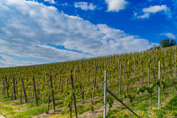 Fototapeta na wymiar Landscape, view through the vineyards on a sunny day with clouds