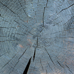 Cross section of a tree in silver colors