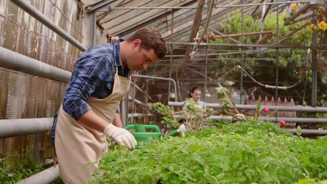 Workers in greenhouse, woman agronomist with tablet inspected seedlings, man gardener is watering plants.