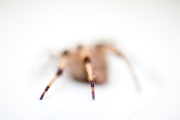 House Spider