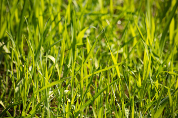 Bright green grass, soft focus