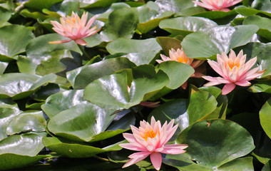 Lotus flower on swarmp in a park
