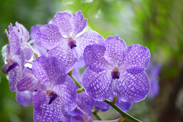 Close up purple orchid and copy space.